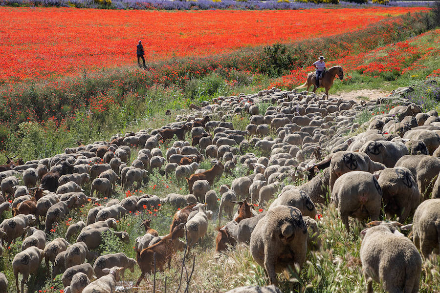 Fotos: Trashumancia por la Cañada Occidental y Oriental Leonesa