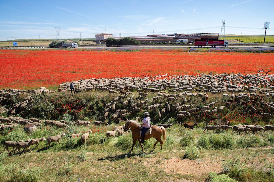 Fotos: Trashumancia por la Cañada Occidental y Oriental Leonesa