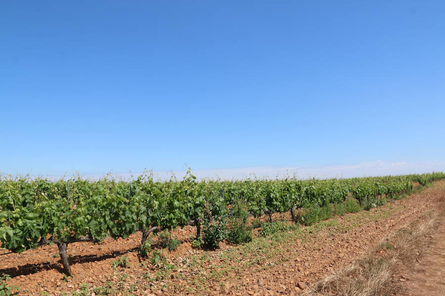 Fotos: Bodegas Vinos de León celebra su 50 aniversario