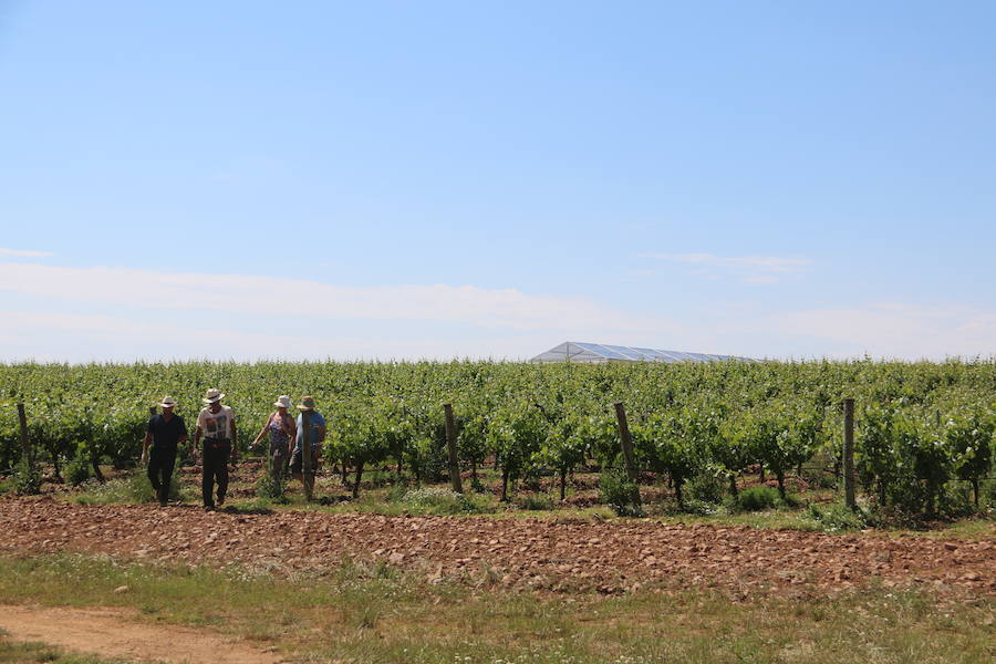 Fotos: Bodegas Vinos de León celebra su 50 aniversario