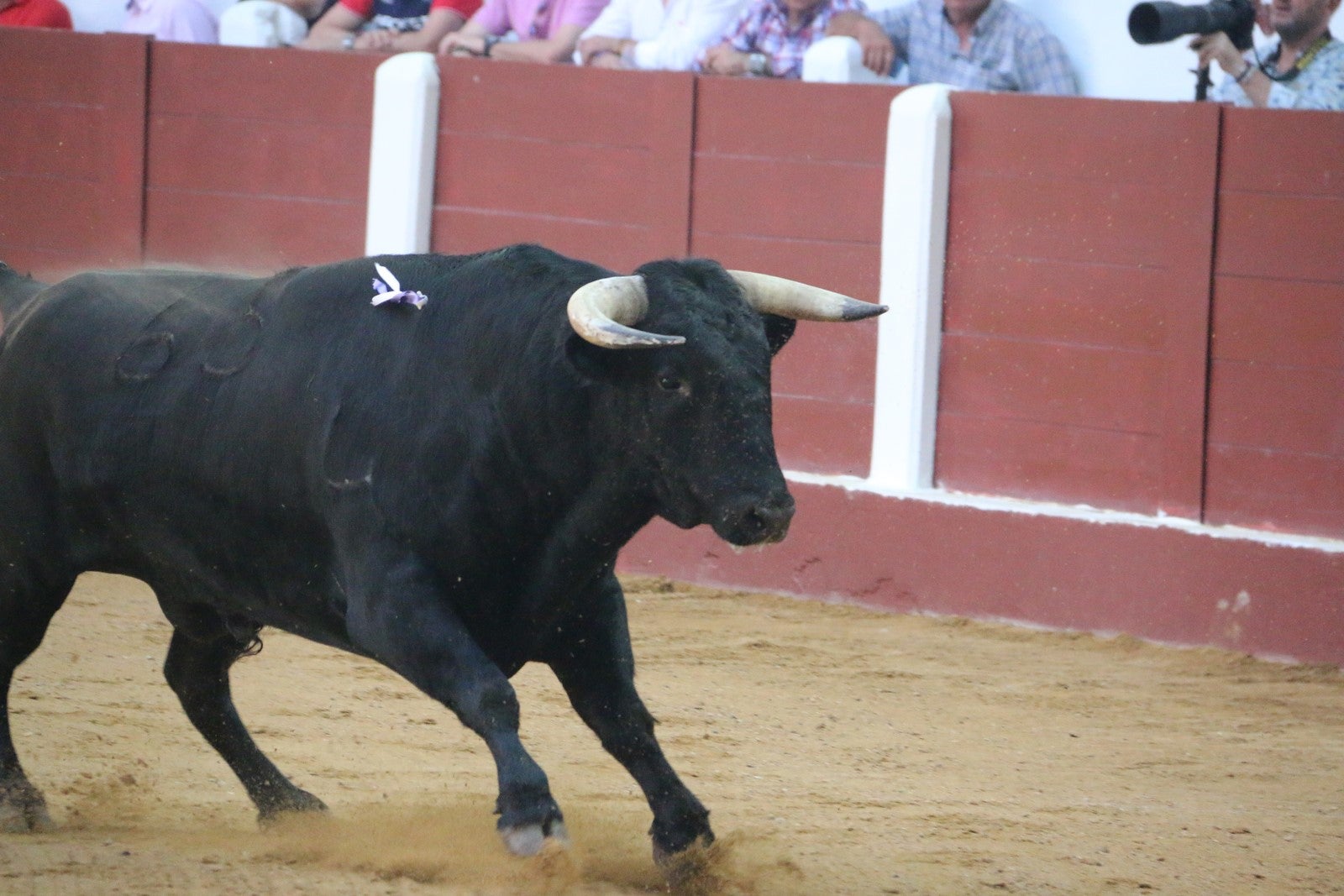 Fotos: Corrida del día  de San Juan, Morante, Manzanares, Talavante y Roca Rey