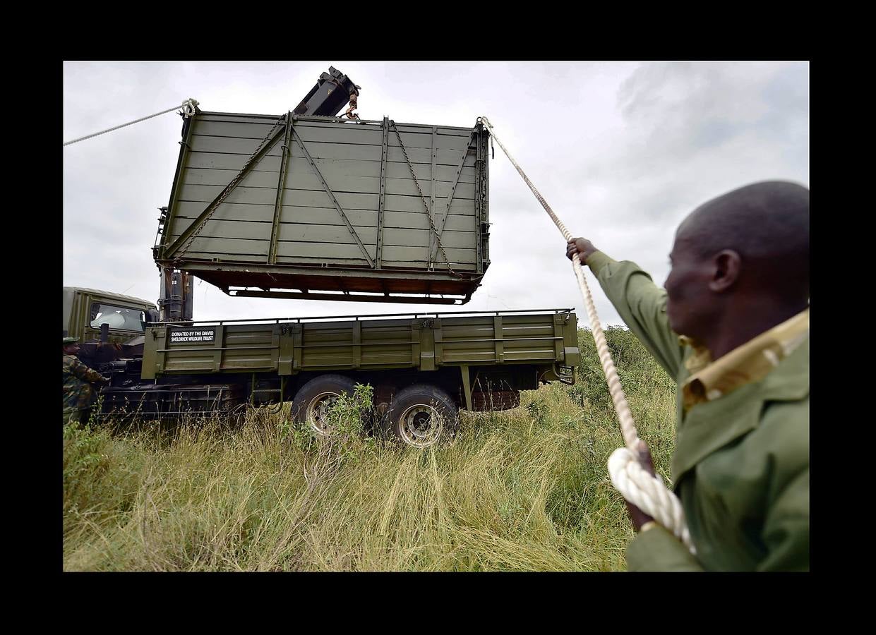 El gobierno de Kenia ha comenzado a trasladar a los 14 rinocerontes negros de los parques nacionales de Nairobi al santuario de rinocerontes de Tsavo, a unos 200 kilómetros. La actuación tiene como objeto crear más espacio para la cría y la seguridad de estos animales, cuyo número ha disminuido un 90% en las últimas tres décadas como consecuencia de la caza furtiva. La población actual de esta especie en Kenia se sitúa en 745 ejemplares. La nueva estrategia prevé lograr un crecimiento del 5% para alcanzar 830 ejemplares en 2021. Pero hay quien dice que este traslado obedece a la realización de un proyecto para construir líneas ferroviarias que atravesarán su hábitat actual.