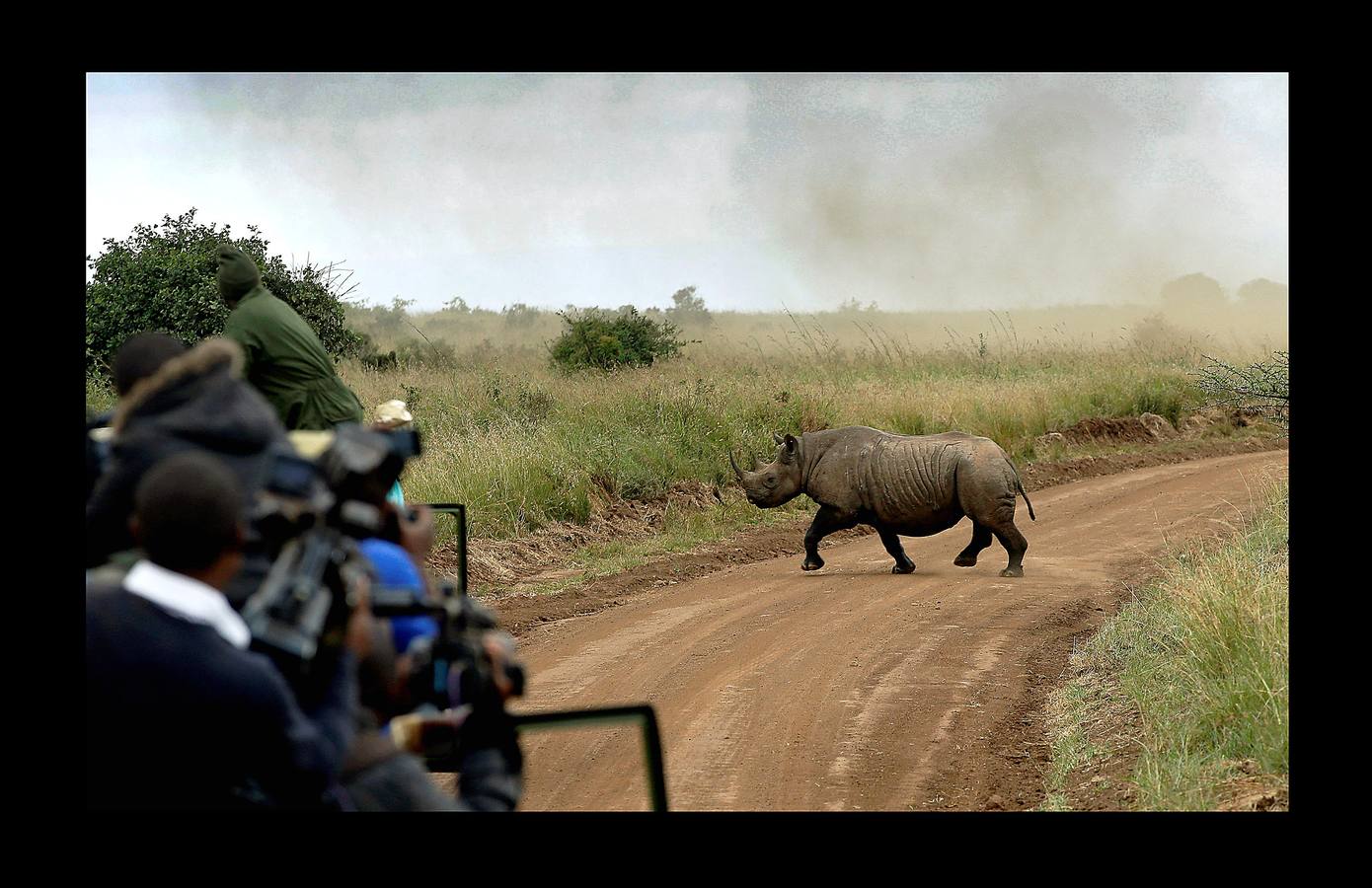 El gobierno de Kenia ha comenzado a trasladar a los 14 rinocerontes negros de los parques nacionales de Nairobi al santuario de rinocerontes de Tsavo, a unos 200 kilómetros. La actuación tiene como objeto crear más espacio para la cría y la seguridad de estos animales, cuyo número ha disminuido un 90% en las últimas tres décadas como consecuencia de la caza furtiva. La población actual de esta especie en Kenia se sitúa en 745 ejemplares. La nueva estrategia prevé lograr un crecimiento del 5% para alcanzar 830 ejemplares en 2021. Pero hay quien dice que este traslado obedece a la realización de un proyecto para construir líneas ferroviarias que atravesarán su hábitat actual.