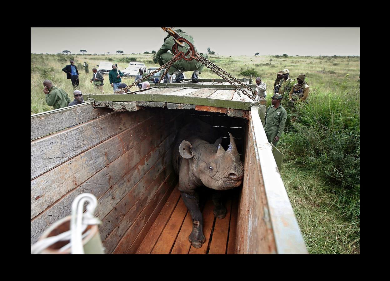 El gobierno de Kenia ha comenzado a trasladar a los 14 rinocerontes negros de los parques nacionales de Nairobi al santuario de rinocerontes de Tsavo, a unos 200 kilómetros. La actuación tiene como objeto crear más espacio para la cría y la seguridad de estos animales, cuyo número ha disminuido un 90% en las últimas tres décadas como consecuencia de la caza furtiva. La población actual de esta especie en Kenia se sitúa en 745 ejemplares. La nueva estrategia prevé lograr un crecimiento del 5% para alcanzar 830 ejemplares en 2021. Pero hay quien dice que este traslado obedece a la realización de un proyecto para construir líneas ferroviarias que atravesarán su hábitat actual.