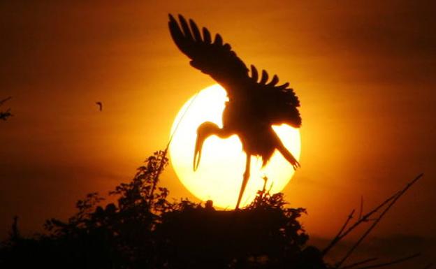 Silueta de una cigüeña en Tailandia. 