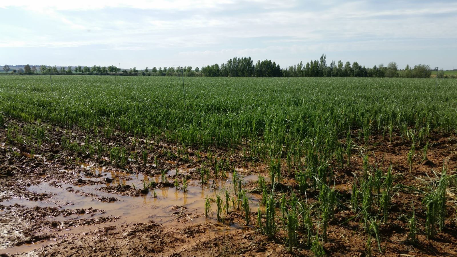 Fotos: La huella del granizo en Algadefe