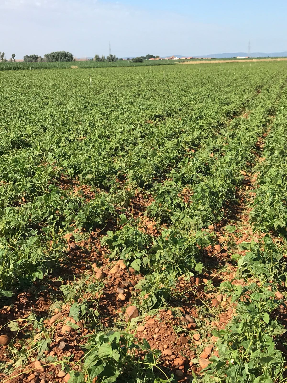 Fotos: La huella del granizo en Algadefe