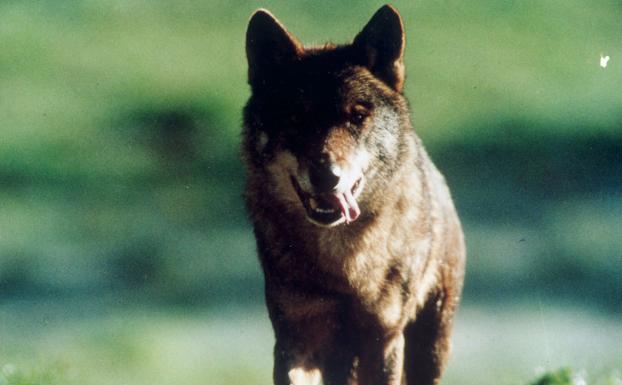 Lobo ibérico.