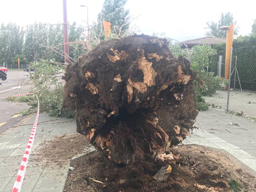 Fotos: Cae un árbol ante Sáenz de Miera