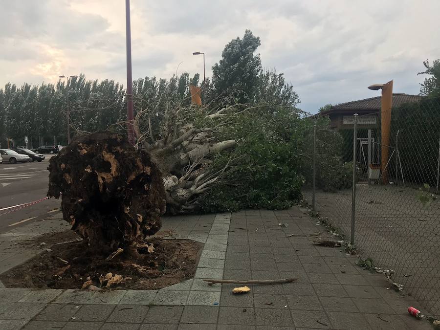 Fotos: Cae un árbol ante Sáenz de Miera