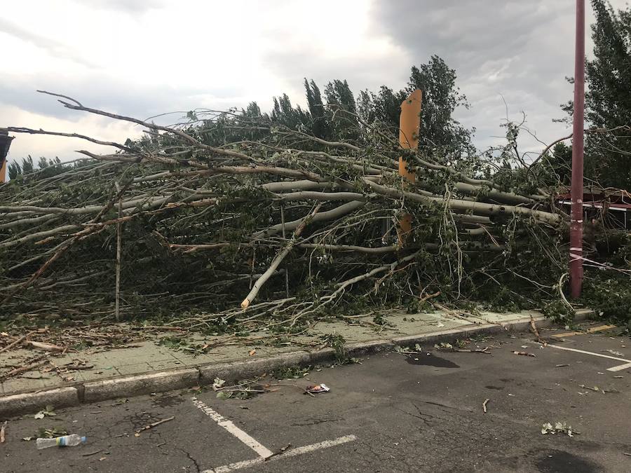 Fotos: Cae un árbol ante Sáenz de Miera