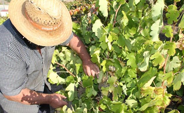 Un viticultor de Peñafiel se dispone a recolectar las uvas albillo, en la pasada vendimia.