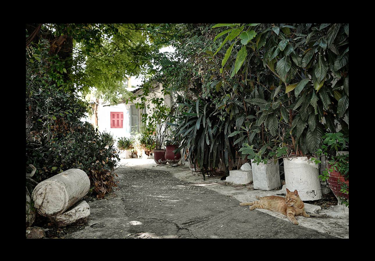 El distrito de Anafiotika, en Atenas, tiene el aire de un pintoresco pueblo de piedra sacado de las islas Cícladas, pero se encuentra a los pies de la Acrópolis. Quien ascienda por las estrechas y sinuosas calles del distrito de Plaka se sorprenderá ante la vista de un pueblo casi idéntico a los de las islas del mar Egeo. De hecho, las cien casas con techos de tejas, conocidas como Anafiotika, son tan antiguas como la capital griega moderna. Y es que para devolver a la ciudad su gloria clásica tras la guerra contra el imperio Otomano, el rey de Grecia invitó a los mejores canteros de la isla egea de Anafi a trabajar en su reconstrucción.