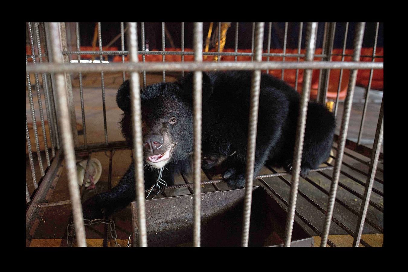 Utilizar animales salvajes en espectáculos circenses es objeto de críticas crecientes en todo el mundo y algunos países prohíben esta práctica. Para la «Compañía del Circo de la Nación Próspera de China» las fieras siguen siendo una gran atracción: «Mucha gente vive en ciudades donde es difícil contemplar la naturaleza y nosotros se la traemos,» dice Li Weisheng, gerente del circo, un espectáculo de gran tradición en el país, con algunas de las leyes de derechos de los animales más laxas del mundo. Pero las fieras de este circo, dos leones, un oso negro y un tigre, pasan la mayor parte del tiempo encerradas en diminutas jaulas metálicas bajo una carpa.