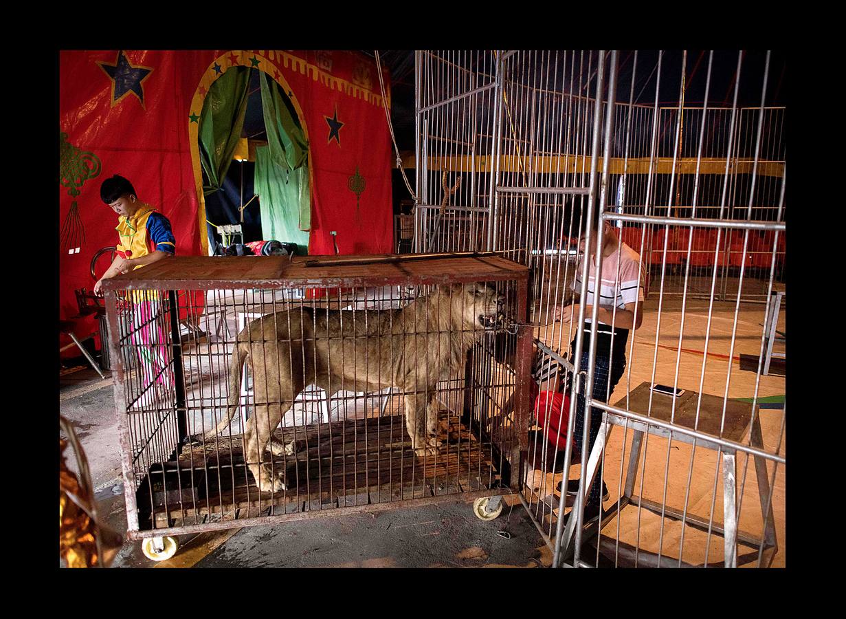 Utilizar animales salvajes en espectáculos circenses es objeto de críticas crecientes en todo el mundo y algunos países prohíben esta práctica. Para la «Compañía del Circo de la Nación Próspera de China» las fieras siguen siendo una gran atracción: «Mucha gente vive en ciudades donde es difícil contemplar la naturaleza y nosotros se la traemos,» dice Li Weisheng, gerente del circo, un espectáculo de gran tradición en el país, con algunas de las leyes de derechos de los animales más laxas del mundo. Pero las fieras de este circo, dos leones, un oso negro y un tigre, pasan la mayor parte del tiempo encerradas en diminutas jaulas metálicas bajo una carpa.