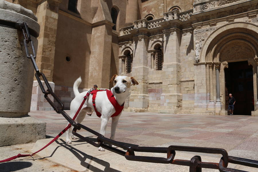 Fotos: Pipper ya pisa el suelo de León