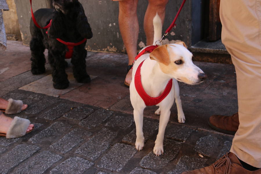 Fotos: Pipper ya pisa el suelo de León