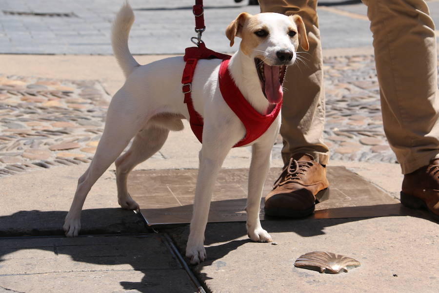 Fotos: Pipper ya pisa el suelo de León