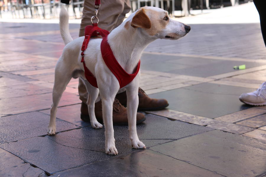 Fotos: Pipper ya pisa el suelo de León