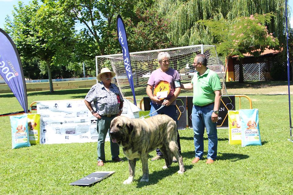 Fotos: Concurso de Mastín Español en Veguellina de Órbigo