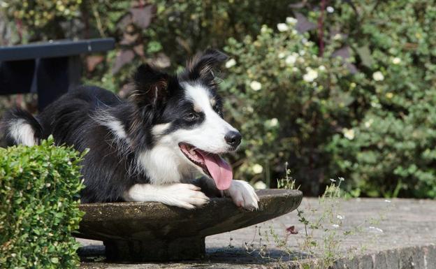 Un perro en el interior de una fuente agotado por el intenso calor.