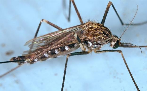 El mosquito 'Aedes japonicus'.