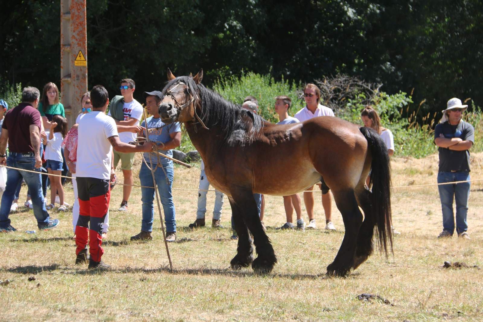 Fotos: Concurso hispano-bretón en San Emiliano de Babia