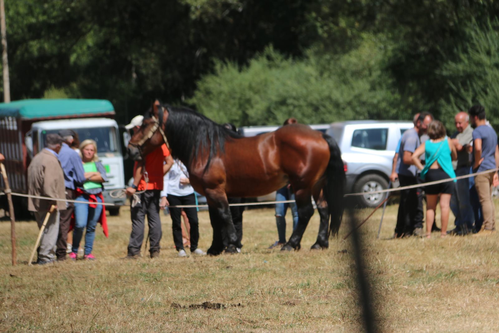 Fotos: Concurso hispano-bretón en San Emiliano de Babia