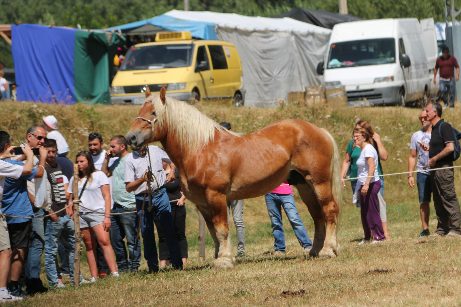 Fotos: Concurso hispano-bretón en San Emiliano de Babia