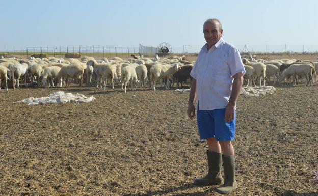 Benito Mozo con sus ovejas, en Pontejos