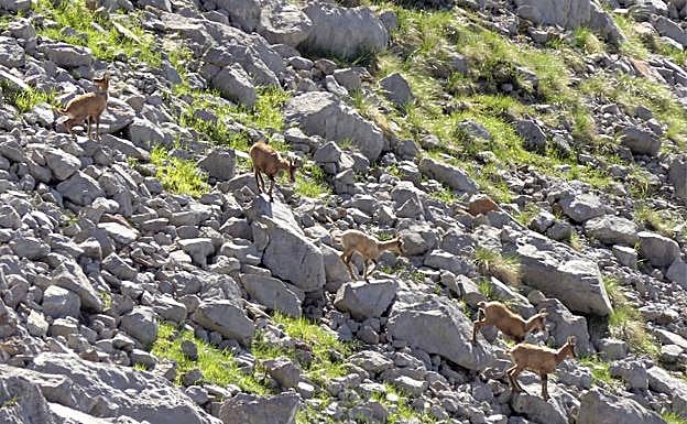 Galería. Rebecos en el Valle de Llos.