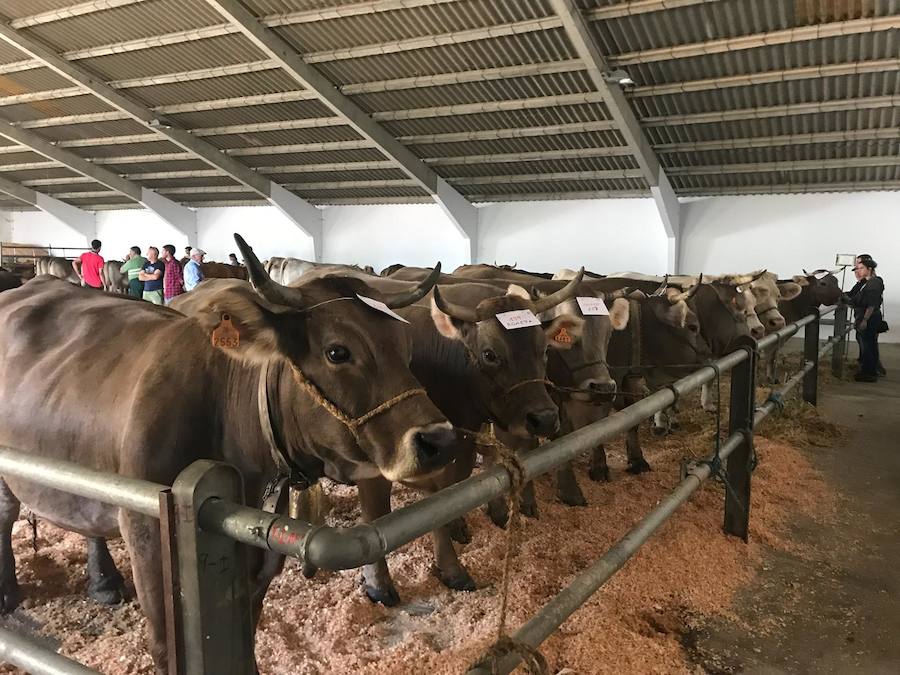 Fotos: La ganadería se vive en Puebla de Lillo