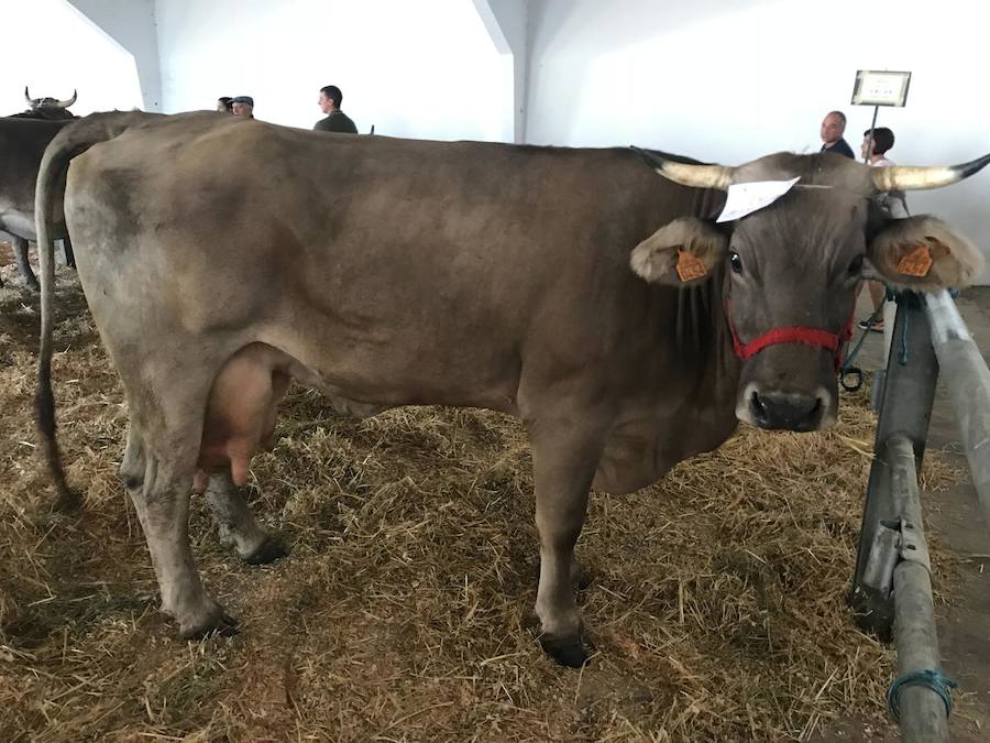 Fotos: La ganadería se vive en Puebla de Lillo