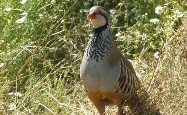 La Diputación de León respalda el proyecto para la recuperación de la población de aves asociadas a los agrosistemas agrícolas