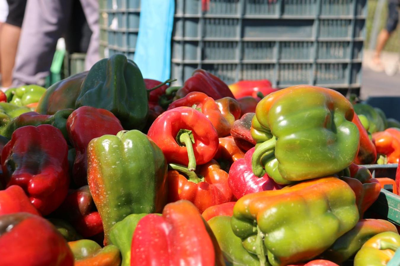 Fotos: El mejor pimiento, el de Fresno