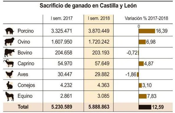 Sacrificio del ganado en Castilla y León. 