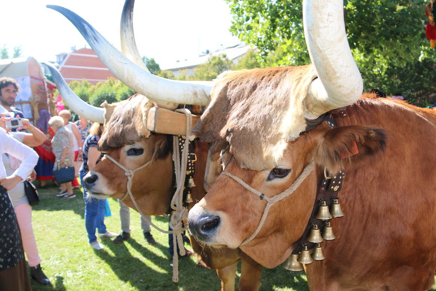 Los pendones leoneses y los carros engalanados exaltan el día de San Froilán en la Virgen del Camino en una muestra del valor y diversidad de las tierras del viejo Reino