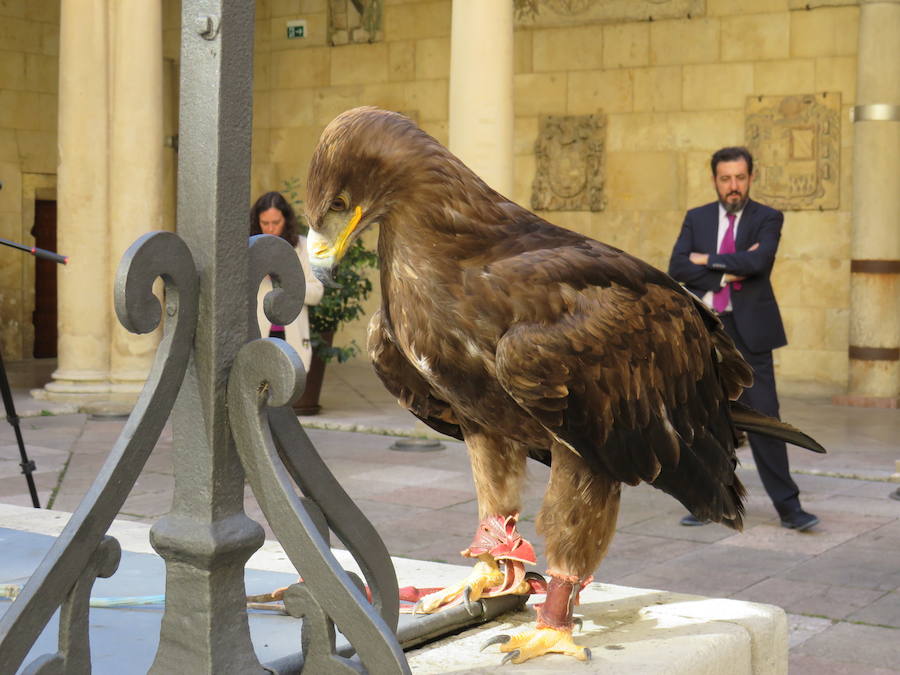 La Diputación de León acogió la presentación de las XXIV Jornadas Internacionales de Cetrería 