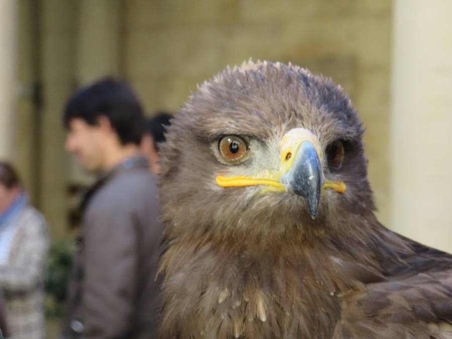 La Diputación de León acogió la presentación de las XXIV Jornadas Internacionales de Cetrería 