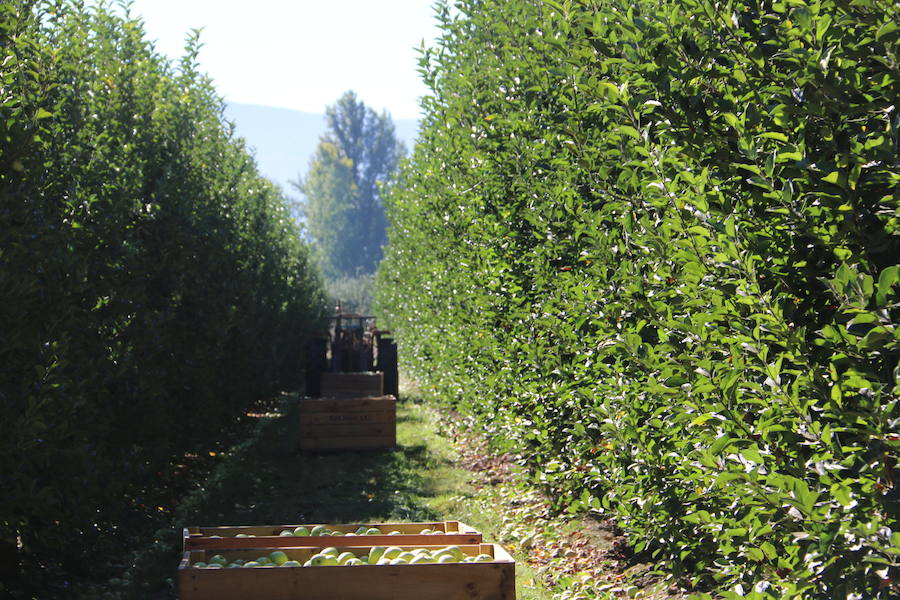 Cooperativa del Bierzo