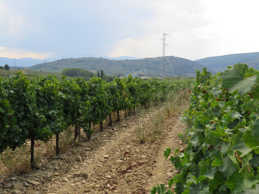 Esta bodega, situada en el El Bierzo, es el fruto del trabajo de una familia que apuesta por la Mencía, uva autóctona, para sacarle su mejor partido, mediante la aplicación de las nuevas técnicas de viticultura 