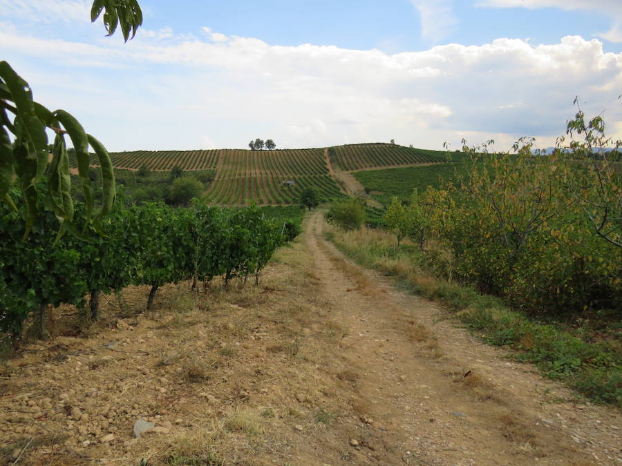 Esta bodega, situada en el El Bierzo, es el fruto del trabajo de una familia que apuesta por la Mencía, uva autóctona, para sacarle su mejor partido, mediante la aplicación de las nuevas técnicas de viticultura 