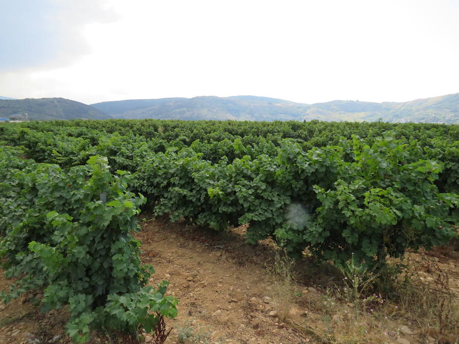 Esta bodega, situada en el El Bierzo, es el fruto del trabajo de una familia que apuesta por la Mencía, uva autóctona, para sacarle su mejor partido, mediante la aplicación de las nuevas técnicas de viticultura 