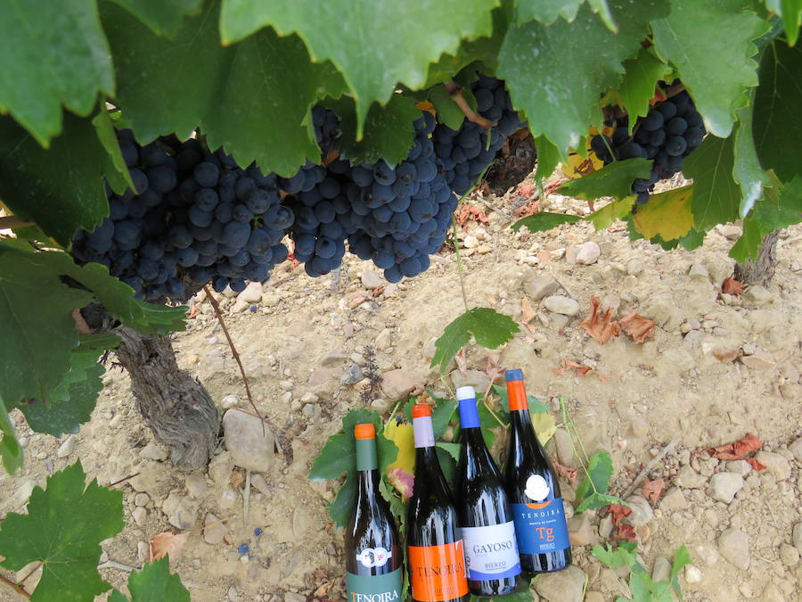 Esta bodega, situada en el El Bierzo, es el fruto del trabajo de una familia que apuesta por la Mencía, uva autóctona, para sacarle su mejor partido, mediante la aplicación de las nuevas técnicas de viticultura 