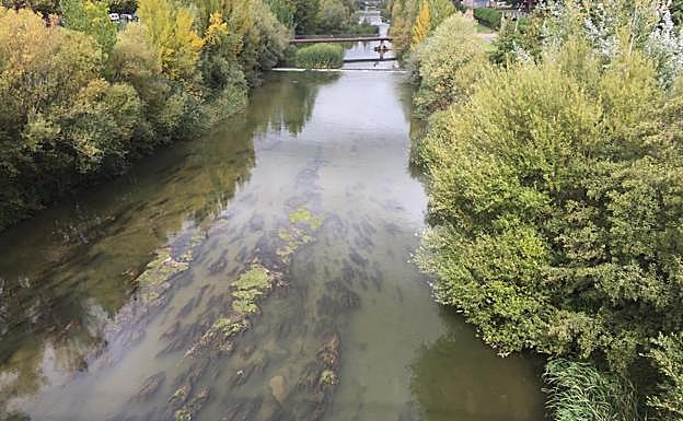 Río Bernesga a su paso por León.