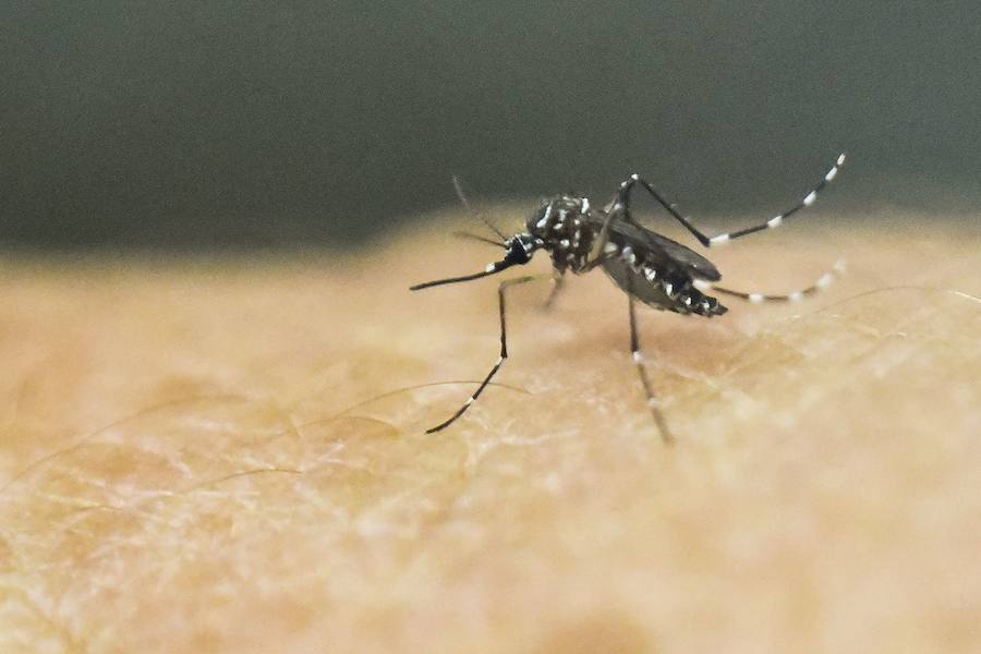 Vista de un mosquito «Aedes aegypti» , que puede ser portador del virus del dengue.