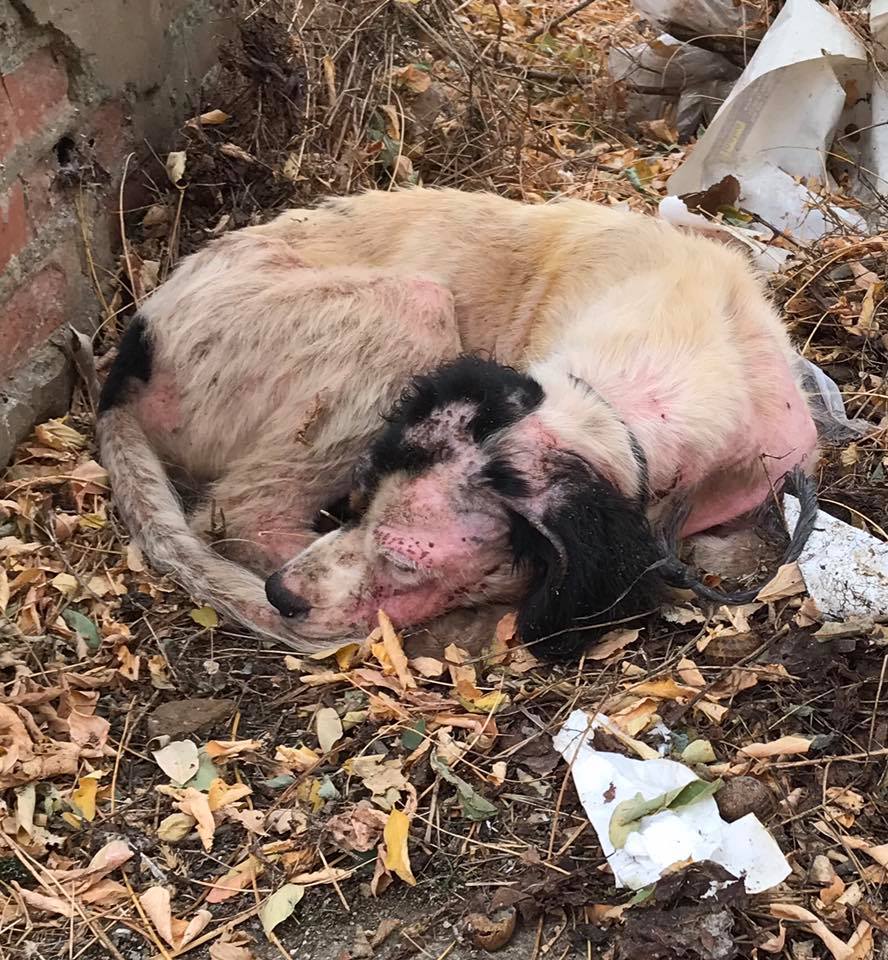 Fotos: Abandonan en Valcabado del Páramo dos perras enfermas de sarna