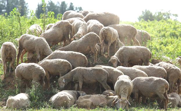 Un rebaño de ovejas pasta en una finca del Bierzo.