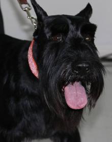 Imagen secundaria 2 - Agrovet abre un Hospital Veterinario para dar respuesta a las necesidades del mundo rural