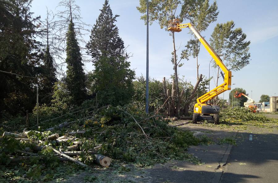 Fotos: El Ayuntamiento de León retira 14 chopos en Vilecha